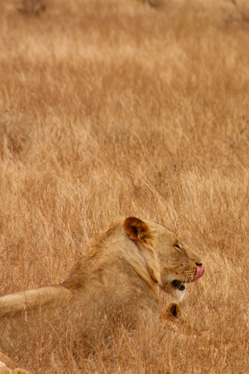 Liūtas,  Gyvūnas,  Šeima,  Laukiniai,  Žinduolis,  Safari,  Afrika,  Kelionė,  Kenya,  Tsavo