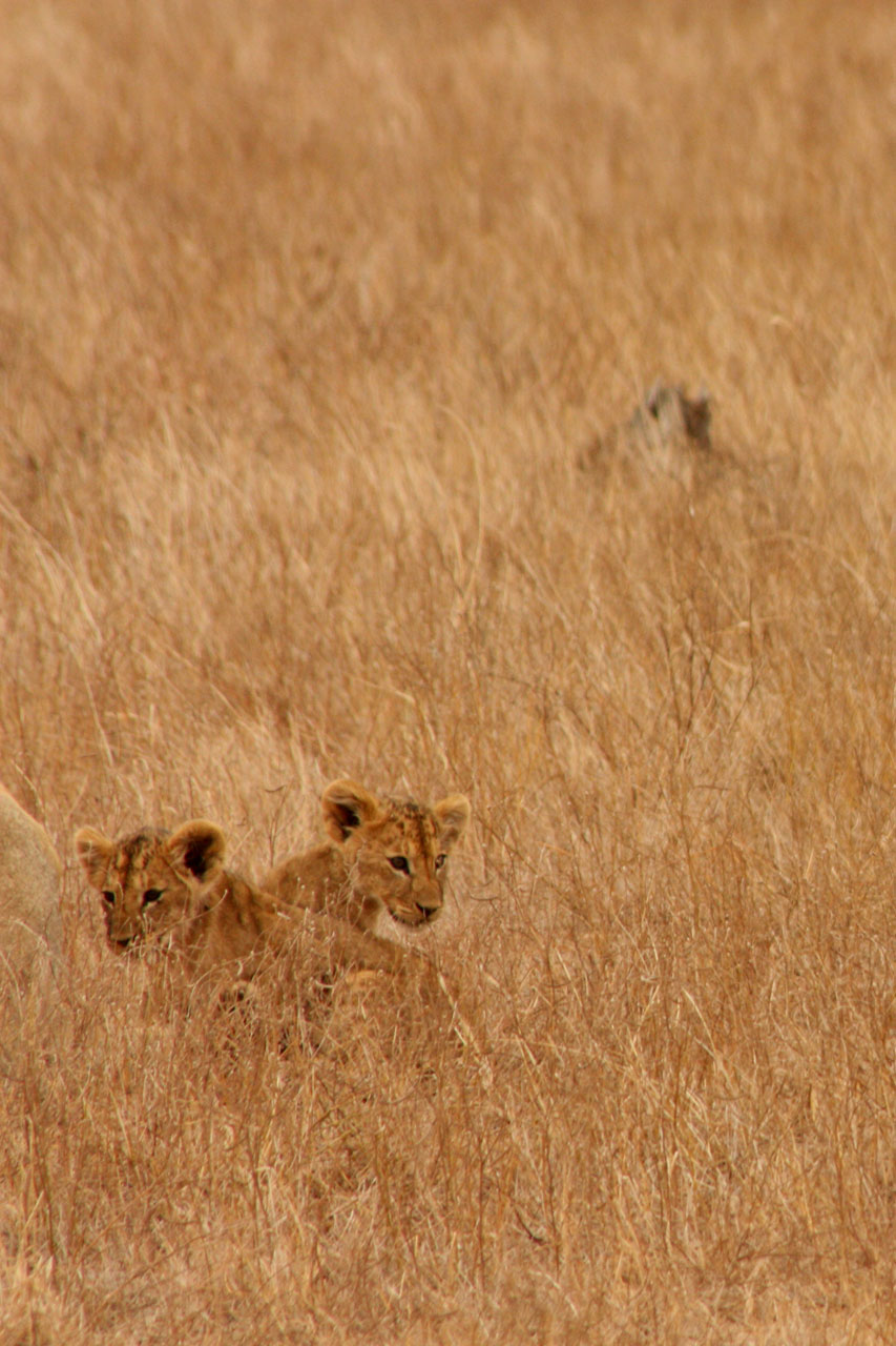 Liūtas,  Gyvūnas,  Šeima,  Laukiniai,  Žinduolis,  Safari,  Afrika,  Kelionė,  Kenya,  Tsavo