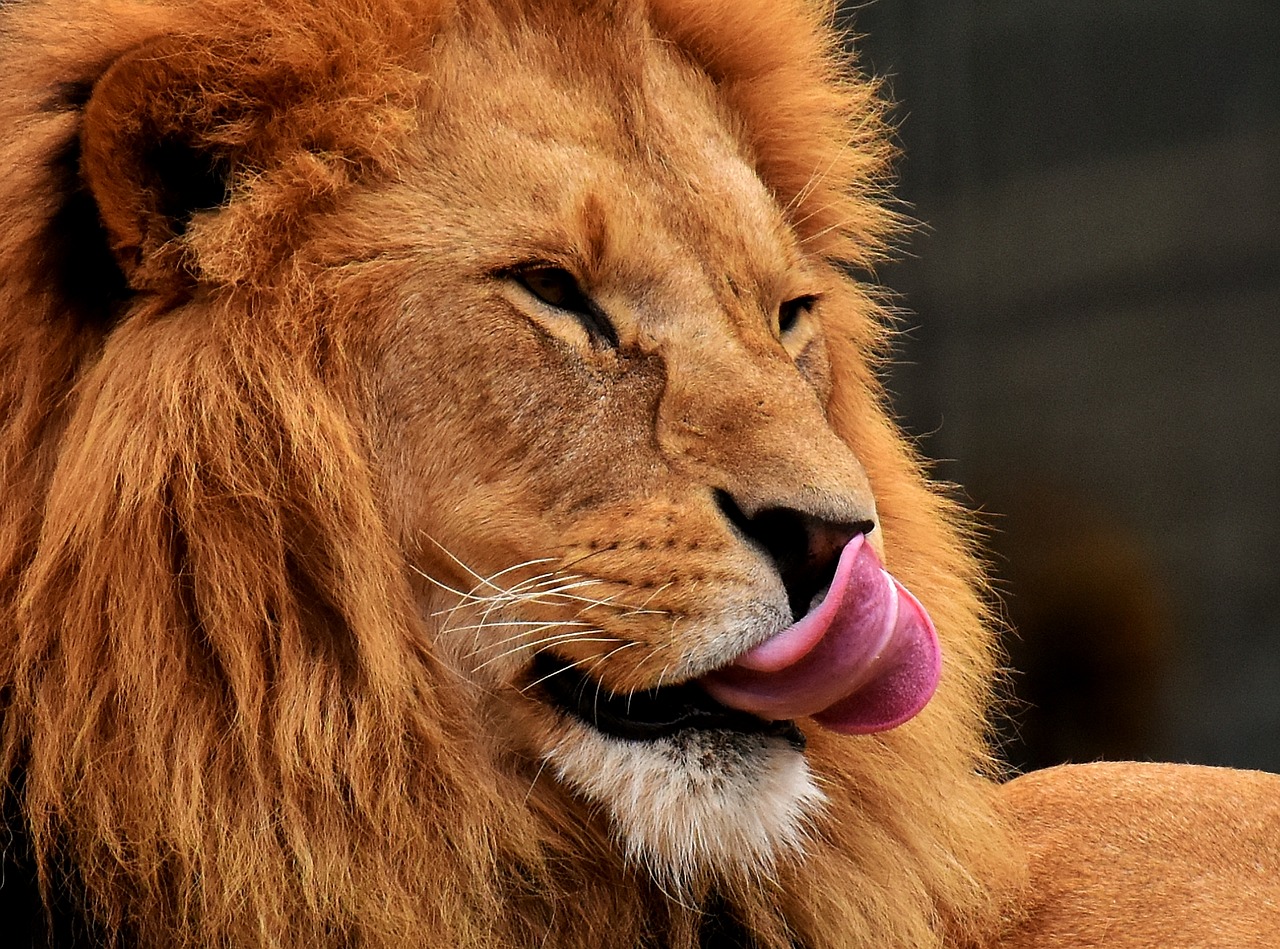 Liūtas,  Predator,  Pavojinga,  Karčiai,  Didelė Katė,  Patinas,  Zoo,  Laukinis Gyvūnas,  Afrikoje,  Gyvūnas