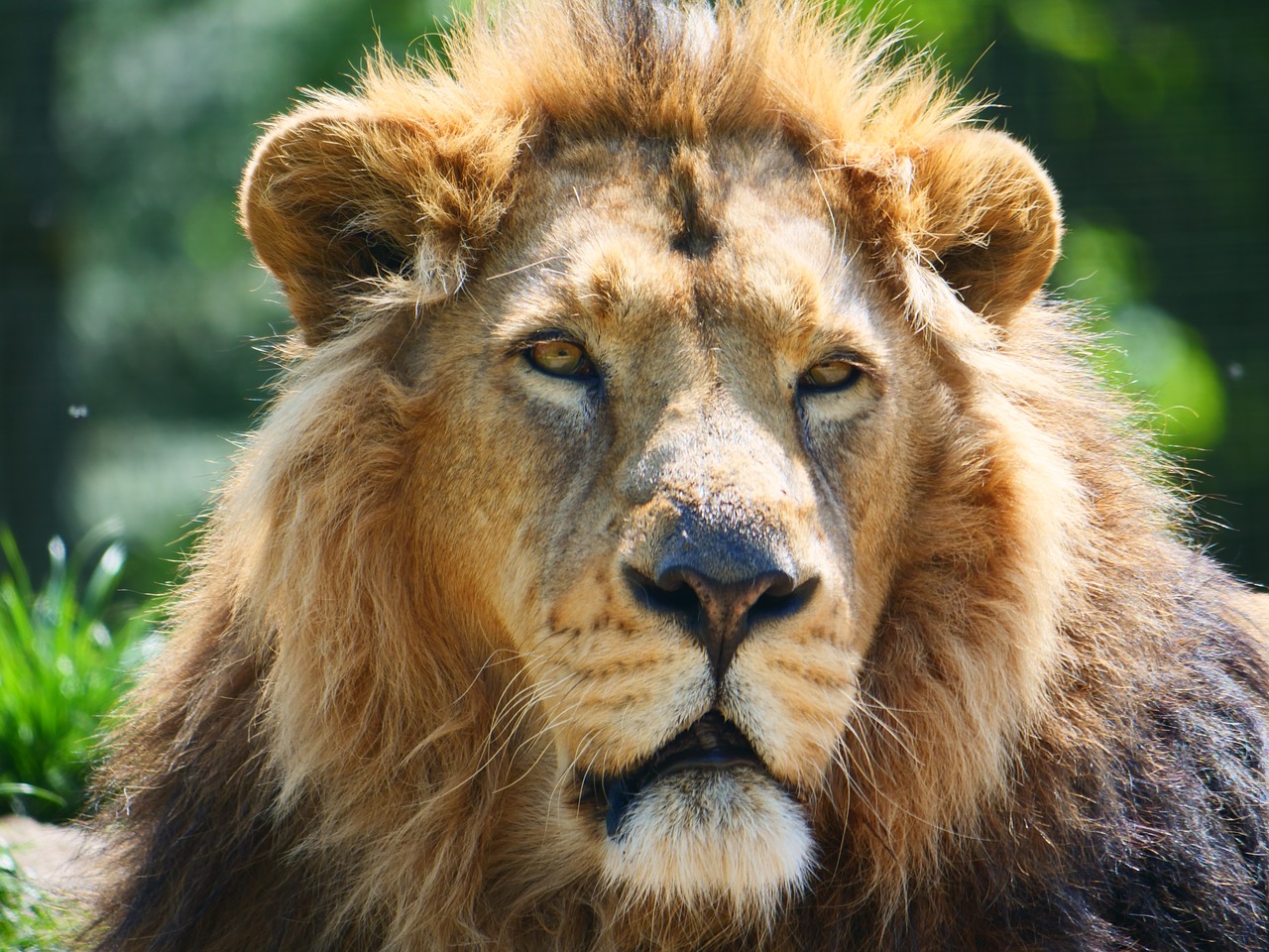 Liūtas,  Didelė Katė,  Gyvūnas,  Gyvūnijos,  Predator,  Kačių,  Mėsėdis,  Karalius,  Veidas,  Afrikoje