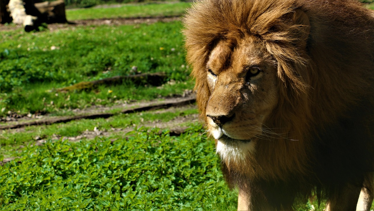 Liūtas,  Zoo,  Kačių,  Gyvūnas,  Afrikoje,  Pobūdį,  Tawny,  Karčiai,  Predator,  Žolė