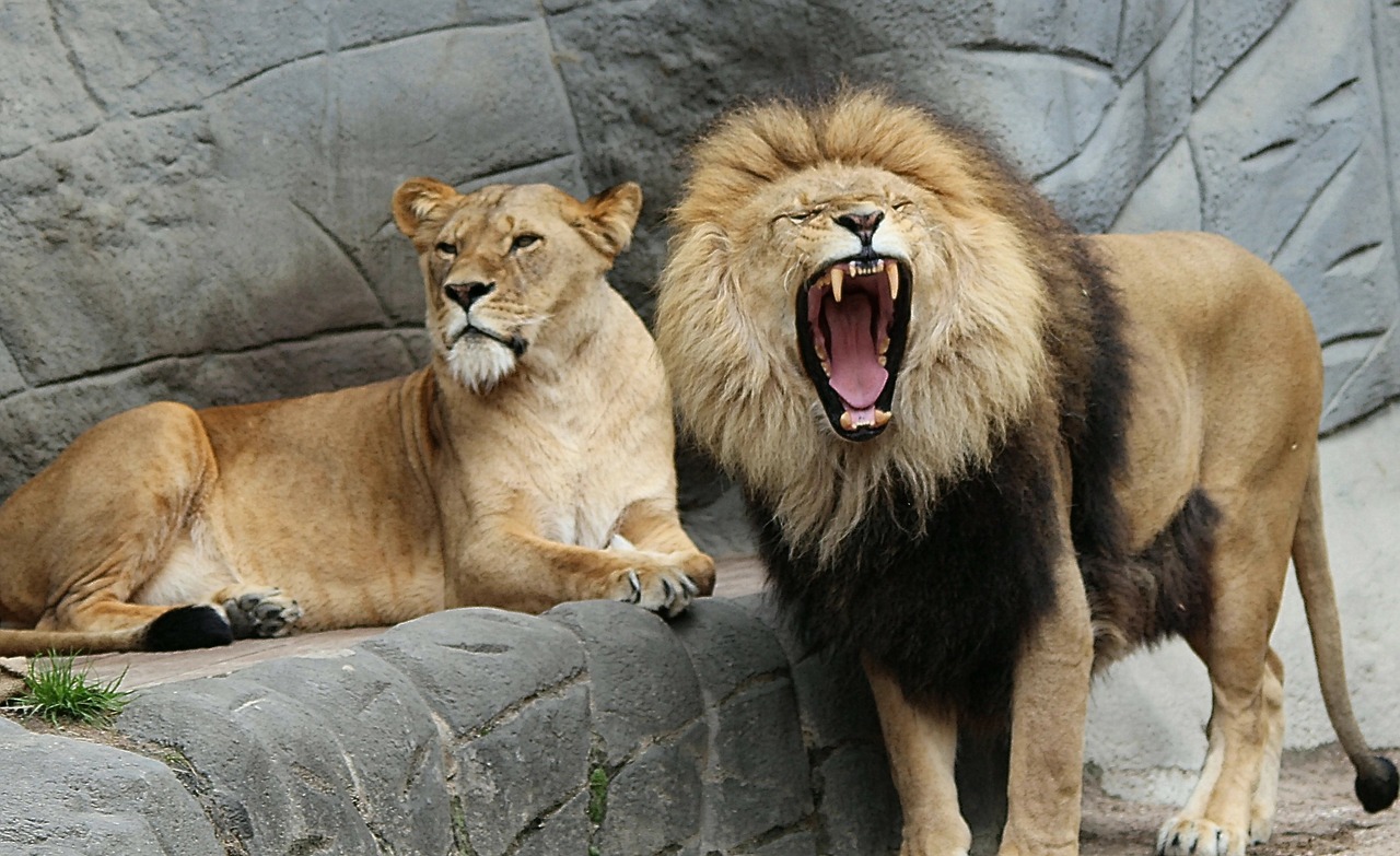 Liūtas, Panthera Leo, Liūtas, Gyvūnų Pasaulis, Afrika, Gyvūnas, Gyvūnai, Plėšrūnas, Didelė Katė, Katė