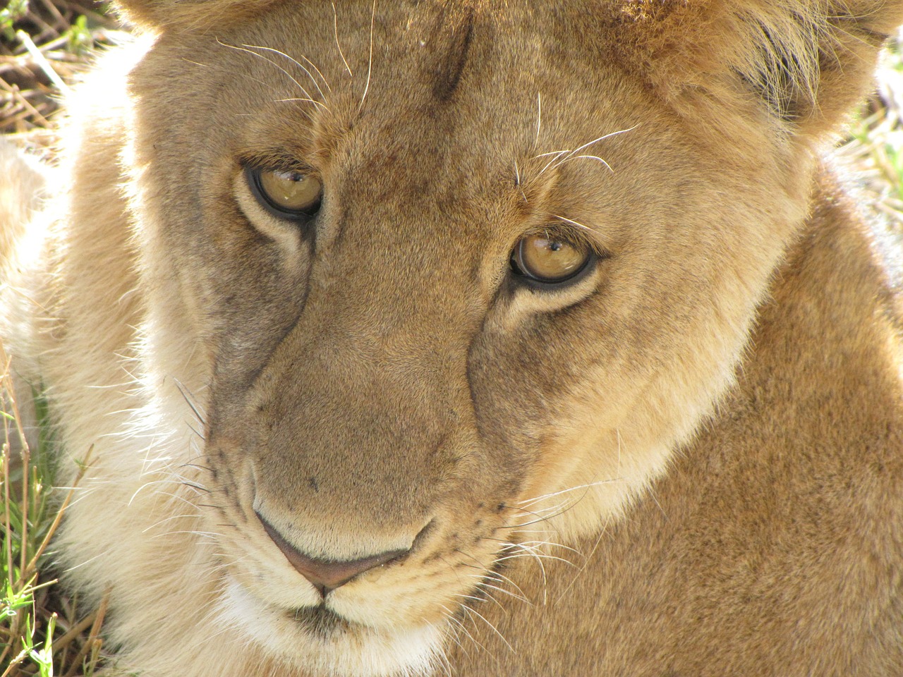Liūtas, Iš Arti, Tanzanija, Nemokamos Nuotraukos,  Nemokama Licenzija