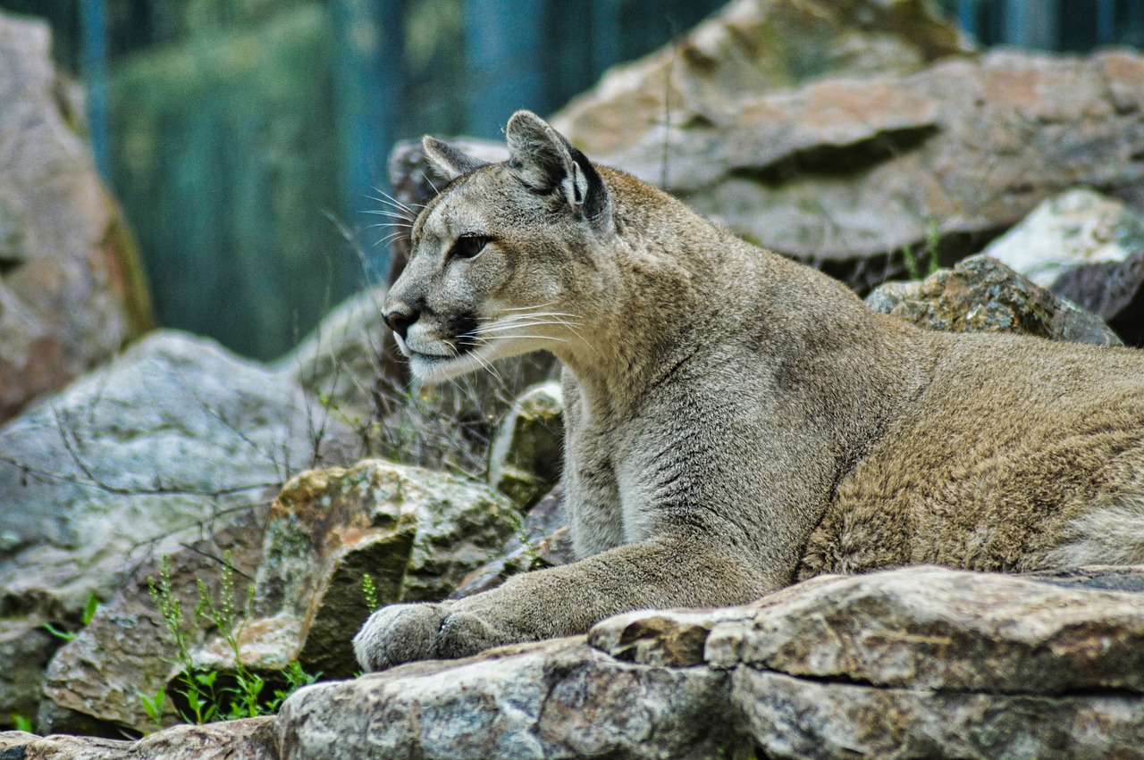 Liūtas,  Puma,  Gyvūnijos,  Gyvūnas,  Pobūdį,  Cougar,  Katė,  Pantera,  Kalnų,  Kačių