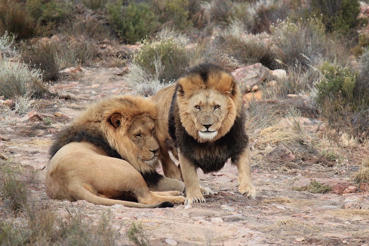 Liūtas,  Liūtai,  Safari,  Kūdikių Raganosis,  Nacionalinis Parkas,  Gyvūnijos Pasaulyje,  Gyvūnijos,  Aquila Žaidimų Kurortas,  Pietų Afrika,  Dykuma