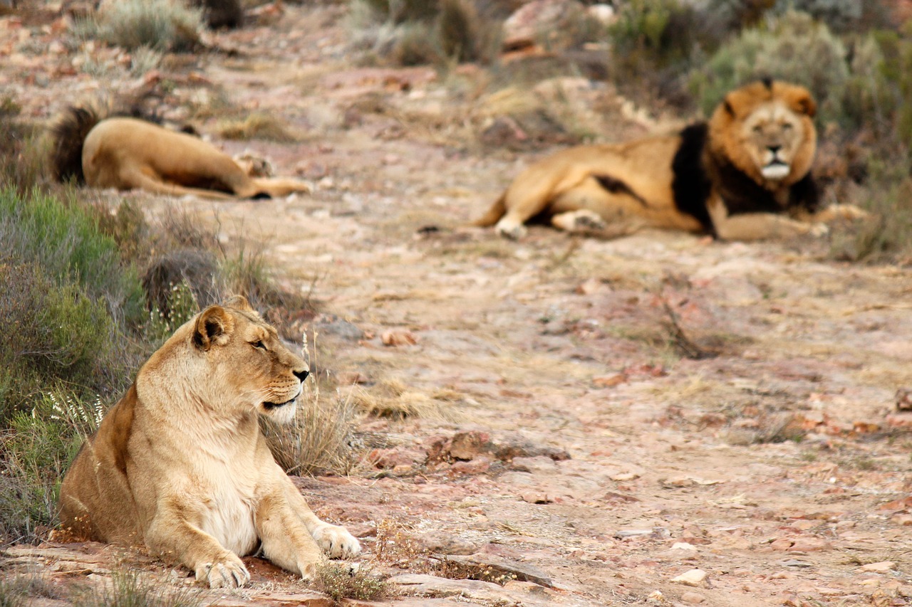 Liūtas,  Liūtai,  Liūtės,  Safari,  Kūdikių Raganosis,  Nacionalinis Parkas,  Gyvūnijos Pasaulyje,  Gyvūnijos,  Aquila Žaidimų Kurortas,  Pietų Afrika