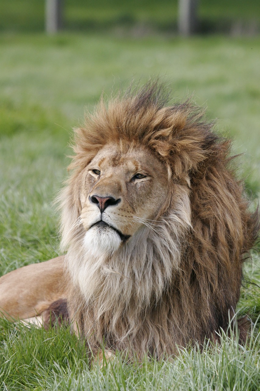 Liūtas,  Afrikoje,  Gyvūnas,  Laukinių,  Gyvūnijos,  Katė,  Predator,  Karčiai,  Safari,  Zoo