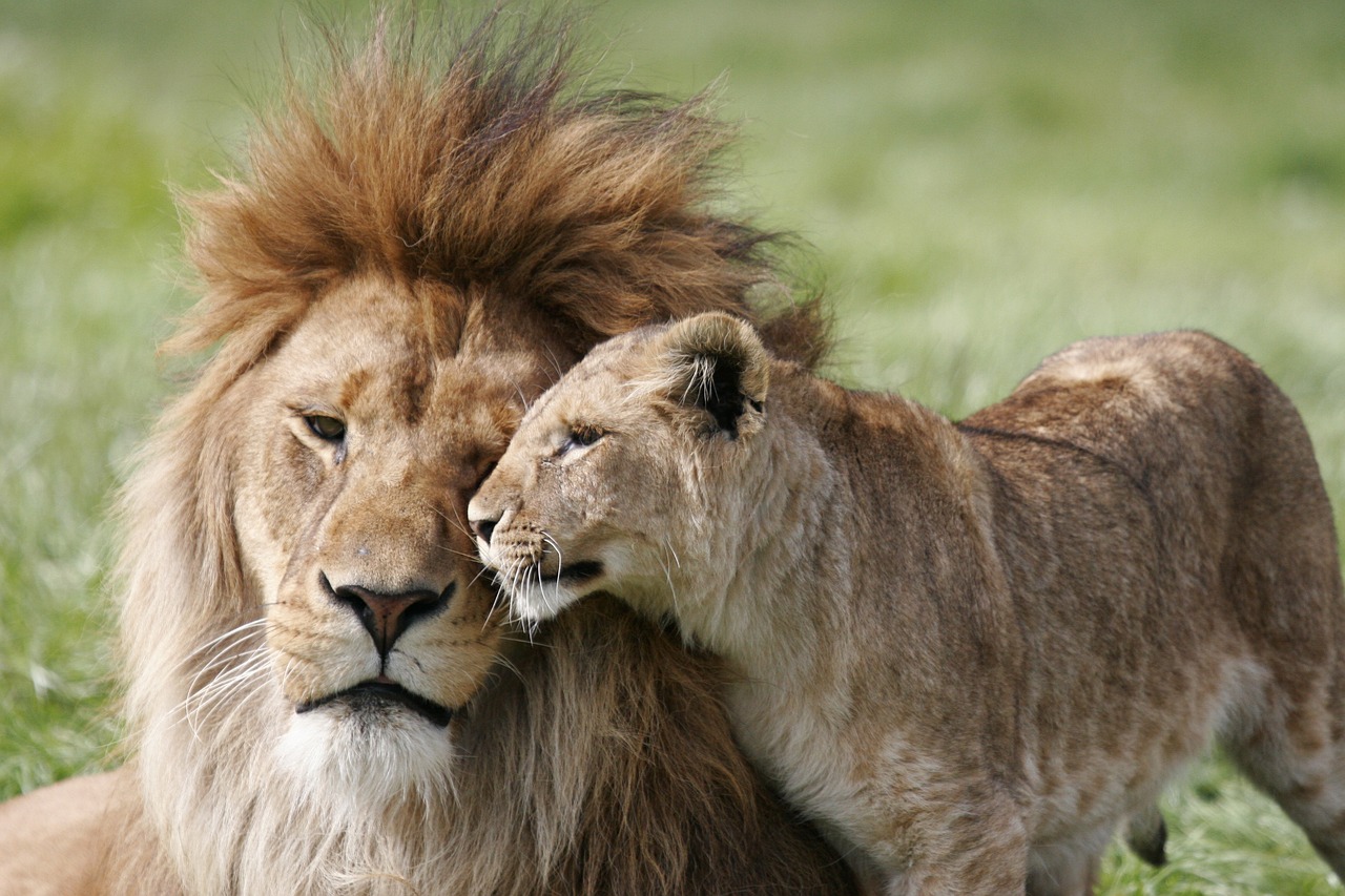 Liūtas,  Liūtės,  Pora,  Meilė,  Pobūdį,  Afrikos,  Gyvūnijos,  Katė,  Didelis,  Žinduolis