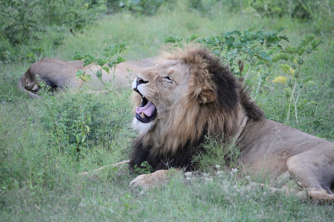 Liūtas,  Žiovauti,  Gyvūnijos,  Gyvūnas,  Predator,  Afrikoje,  Safari,  Pavojinga,  Laukinių,  Katė