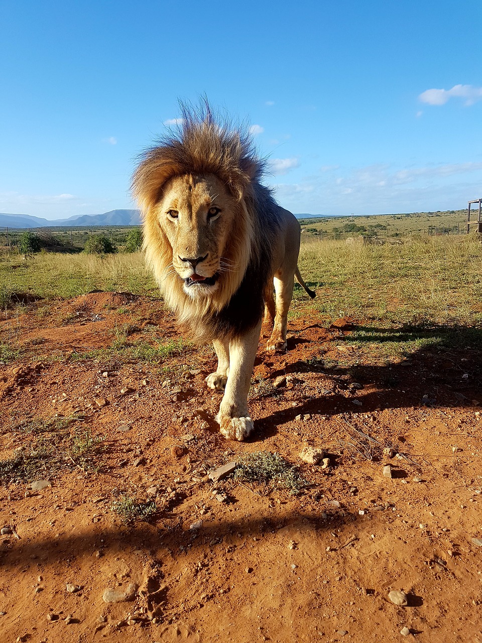 Liūtas,  Pietų Afrika,  Karčiai,  Safari,  Dykuma,  Didelė Katė, Nemokamos Nuotraukos,  Nemokama Licenzija