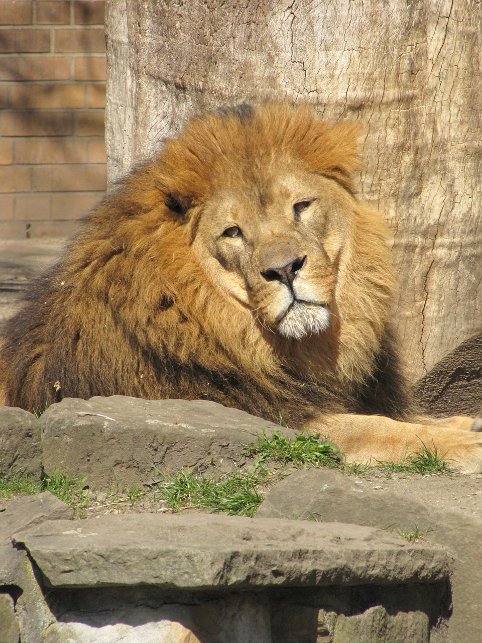 Liūtas,  Karčiai,  Patinas,  Pavojinga,  Didelė Katė,  Predator,  Zoo,  Dortmund,  Žinduolis,  Zoo Dortmund
