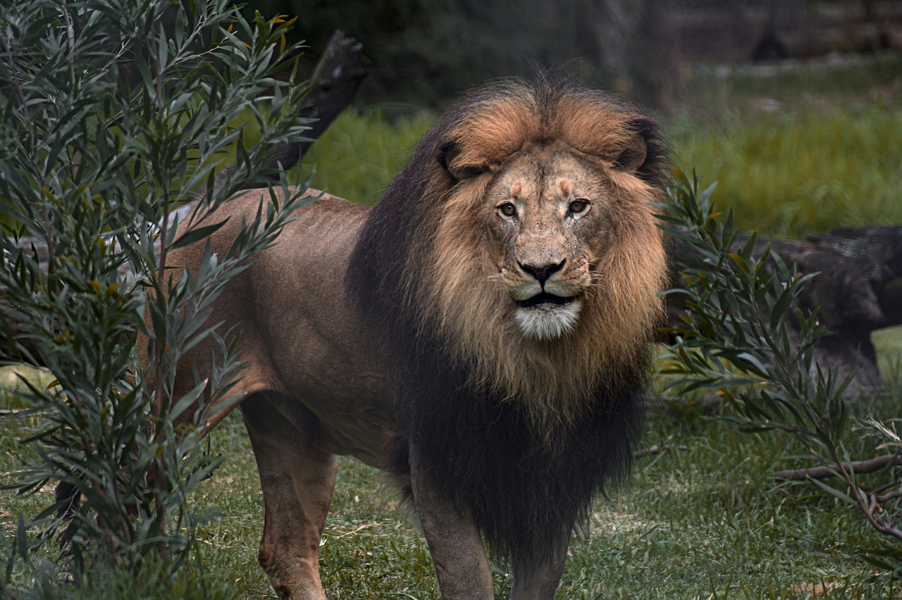 Liūtas,  Safari,  Afrikoje,  Pobūdį,  Gyvūnas,  Predator,  Kailiai,  Savannah,  Laukinių,  Gyvūnijos