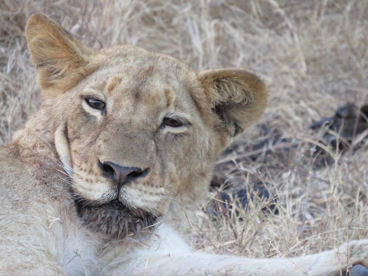 Liūtas,  Safari,  Afrikoje,  Predator,  Savannah,  Liūtės,  Liūtai,  Gyvūnai,  Serengeti,  Lauke