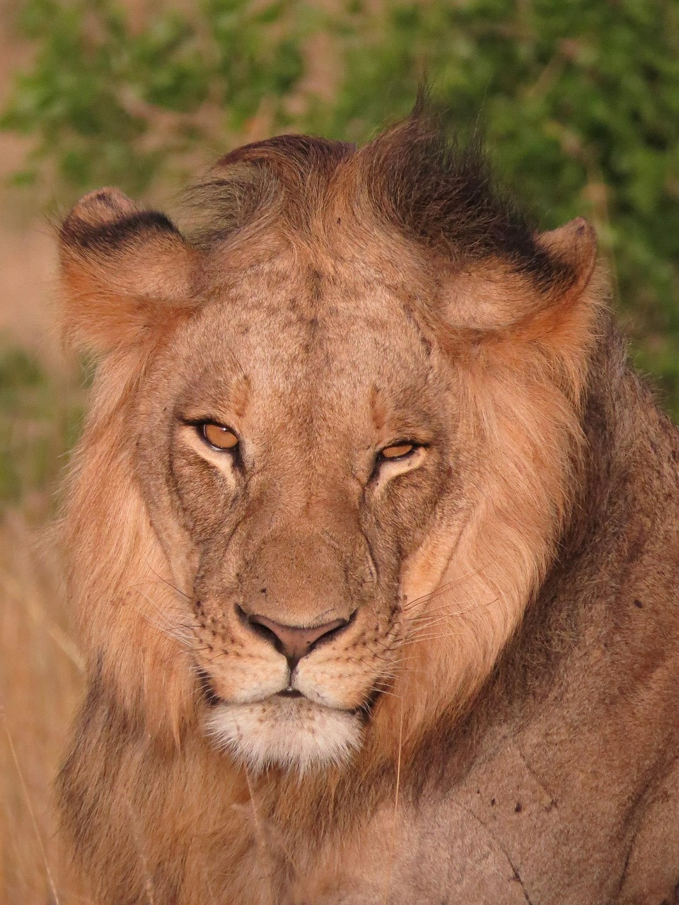 Liūtas, Kenya, Laukinė Gamta, Afrika, Gamta, Gyvūnas, Laukiniai, Safari, Katė, Afrikos