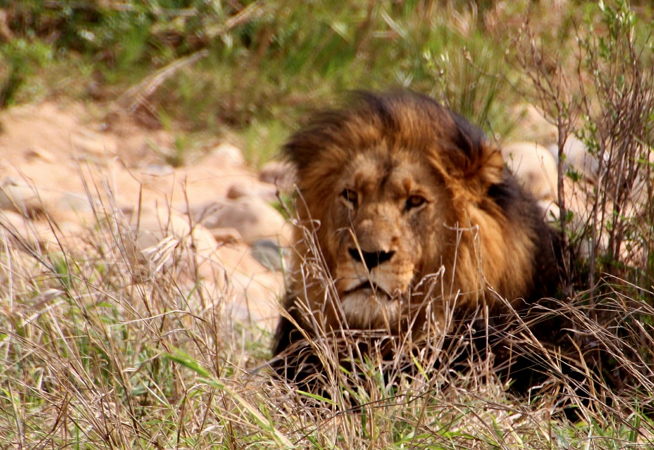 Liūtas, Wildcat, Katė, Plėšrūnas, Afrika, Laukinis Gyvūnas, Gyvūnai, Liūto Menkė, Gamta, Pietų Afrika