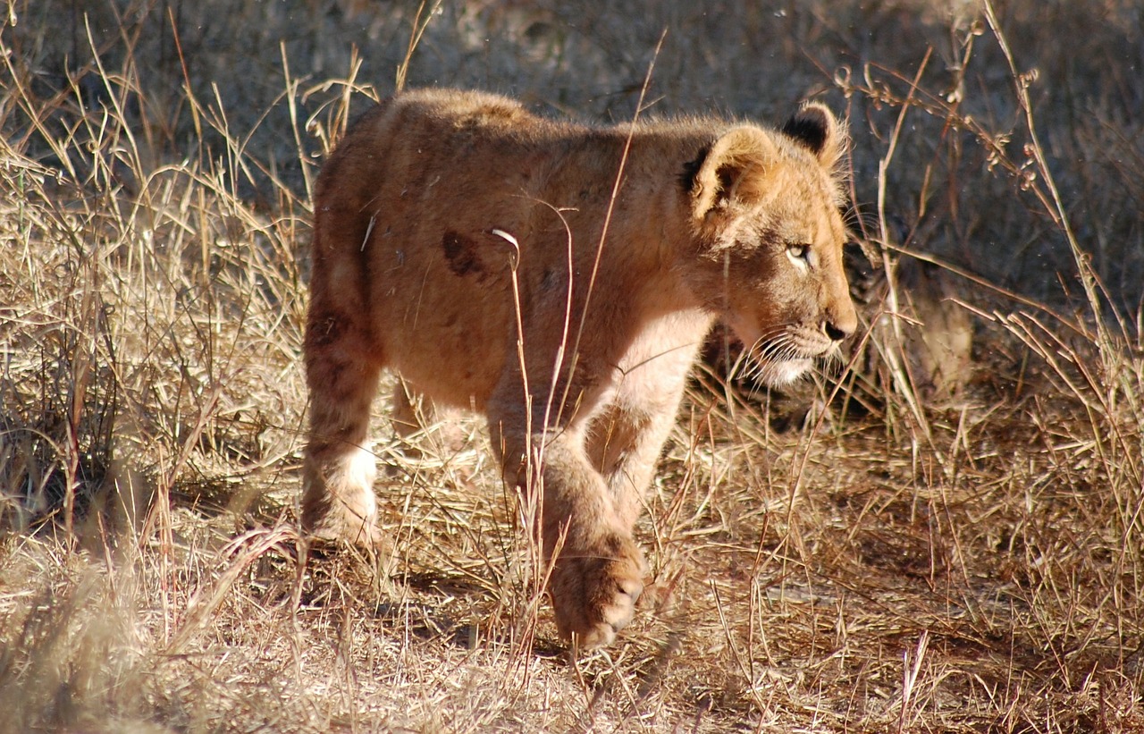 Liūtas, Liūto Jauniklis, Gyvūnas, Kūdikis, Jaunas, Laukinė Gamta, Safari, Afrika, Gamta, Nemokamos Nuotraukos