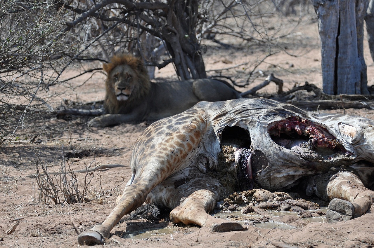 Liūtas, Cadaver, Maistas, Laukinė Gamta, Žirafa, Afrika, Safari, Botsvana, Nužudyti, Nemokamos Nuotraukos