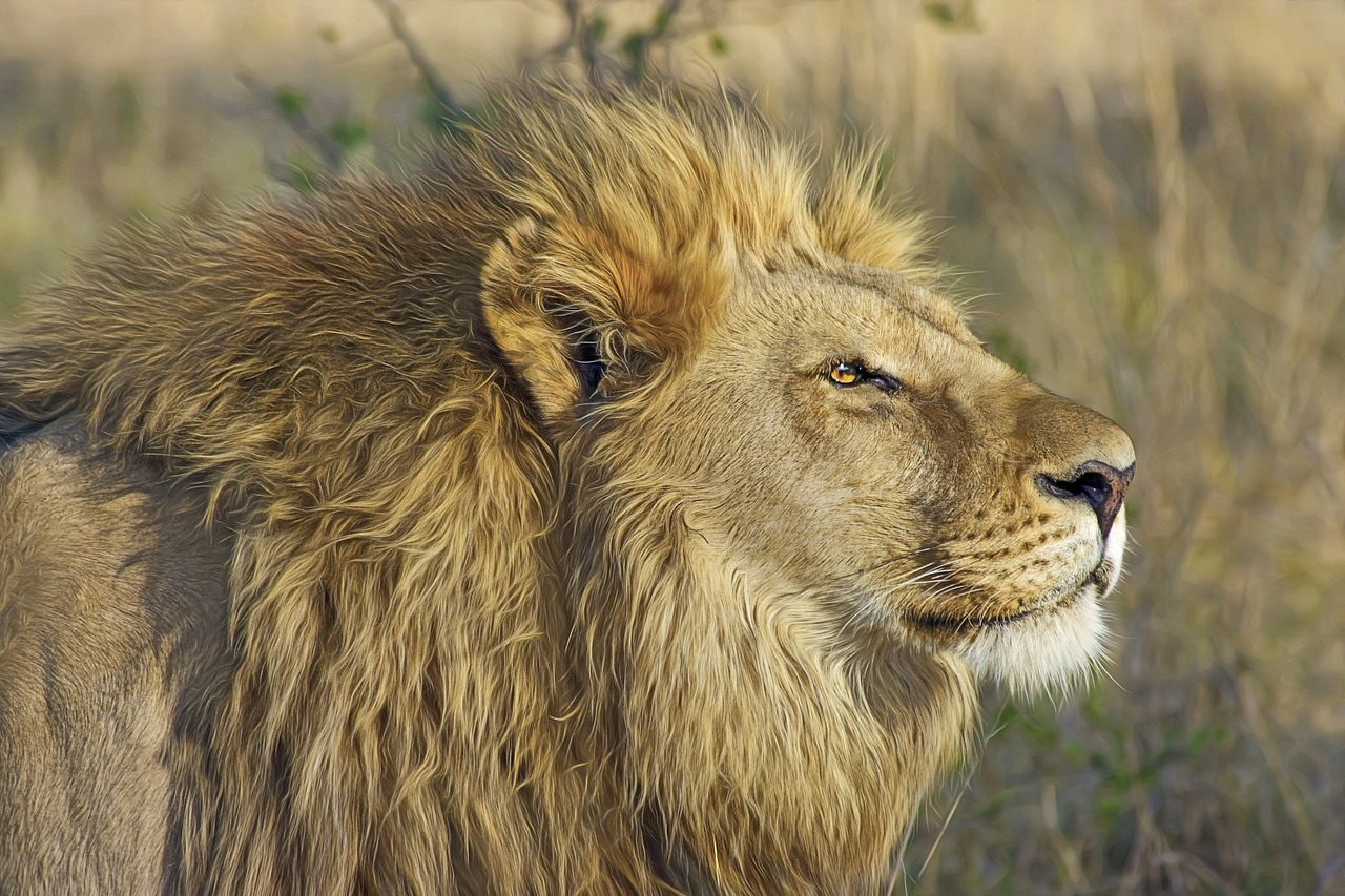 Liūtas, Didelė Katė, Plėšrūnas, Safari, Dykuma, Laukinė Gamta, Botsvana, Liūtas, Wildcat, Afrika