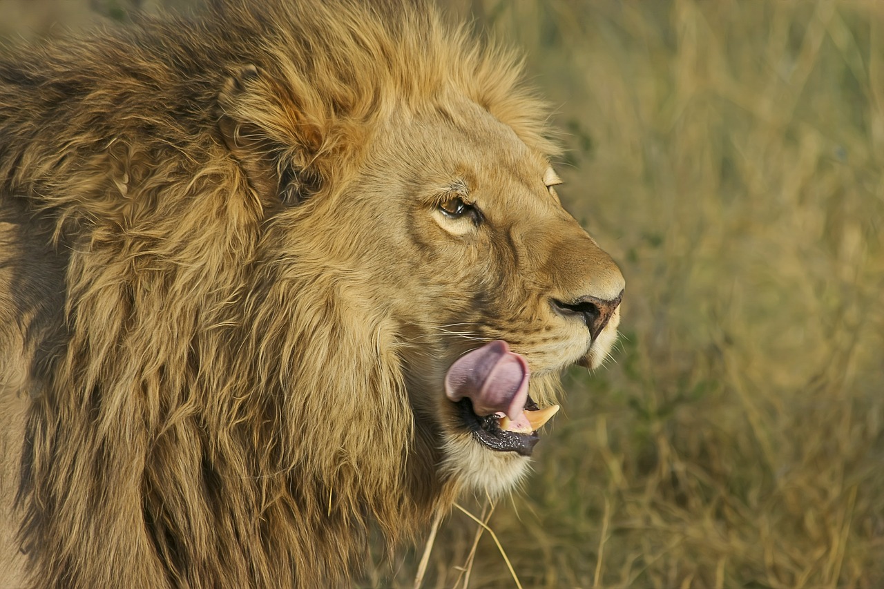 Liūtas, Plėšrūnas, Didelė Katė, Safari, Afrika, Gyvūnų Pasaulis, Liūtas, Pietų Afrika, Nacionalinis Parkas, Dykuma