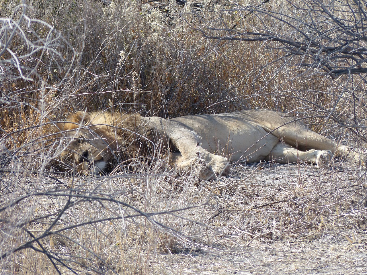 Liūtas, Miega, Safari, Etosha Nacionalinis Parkas, Afrika, Nemokamos Nuotraukos,  Nemokama Licenzija