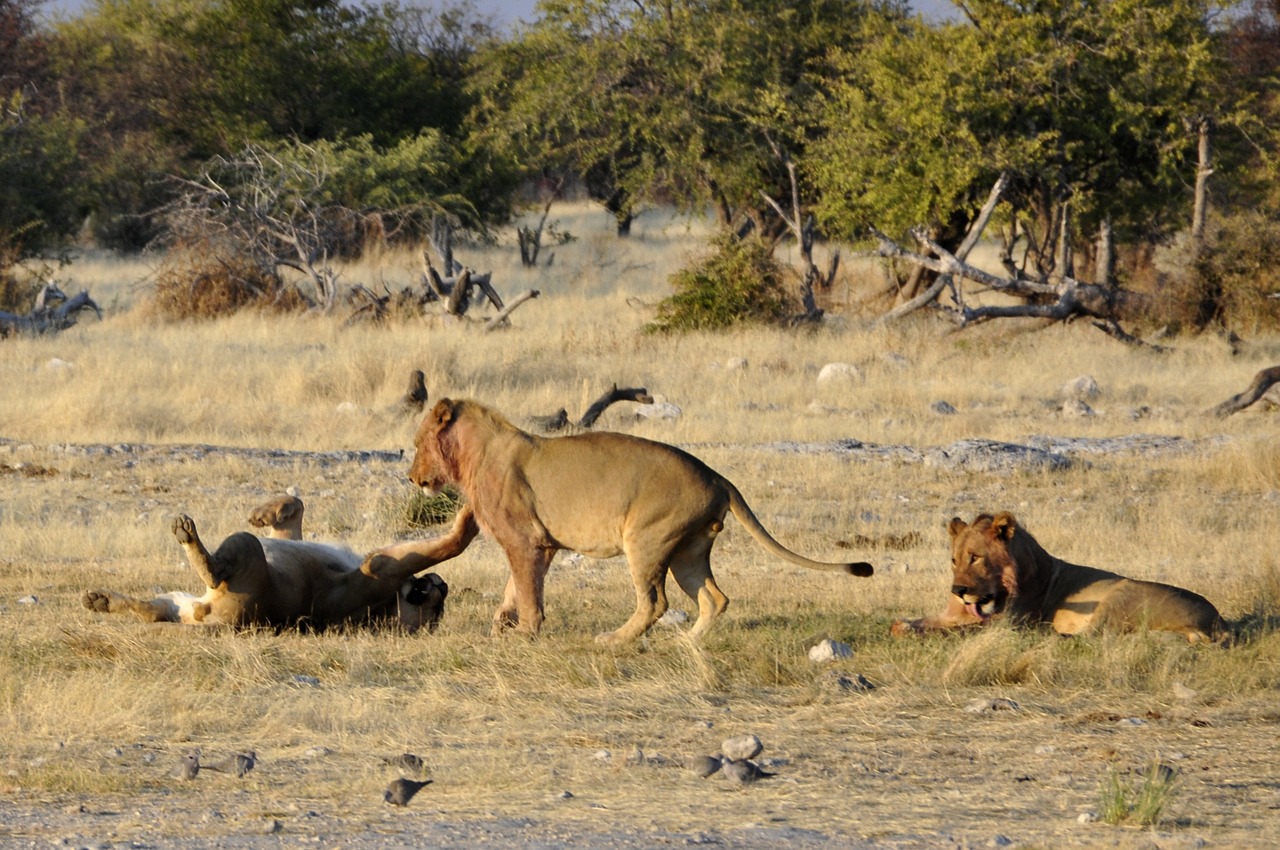 Liūtas, Žaisti, Afrika, Gyvūnai, Etosha, Namibija, Nemokamos Nuotraukos,  Nemokama Licenzija