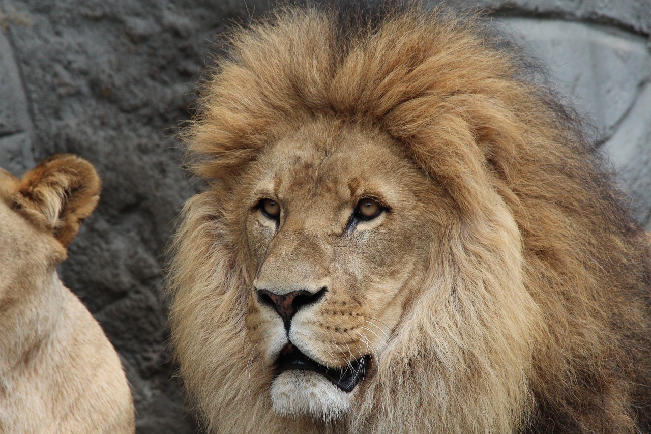 Liūtas, Panthera Leo, Liūtas, Gyvūnų Pasaulis, Afrika, Gyvūnai, Plėšrūnas, Didelė Katė, Katė, Nemokamos Nuotraukos