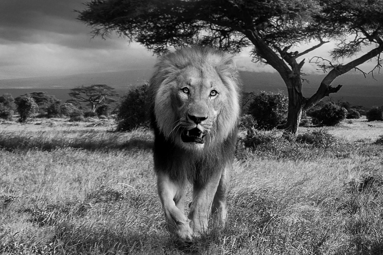 Liūtas, Afrika, Wildcat, Plėšrūnas, Nacionalinis Parkas, Gyvūnų Pasaulis, Safari, Dykuma, Katė, Didelė Katė