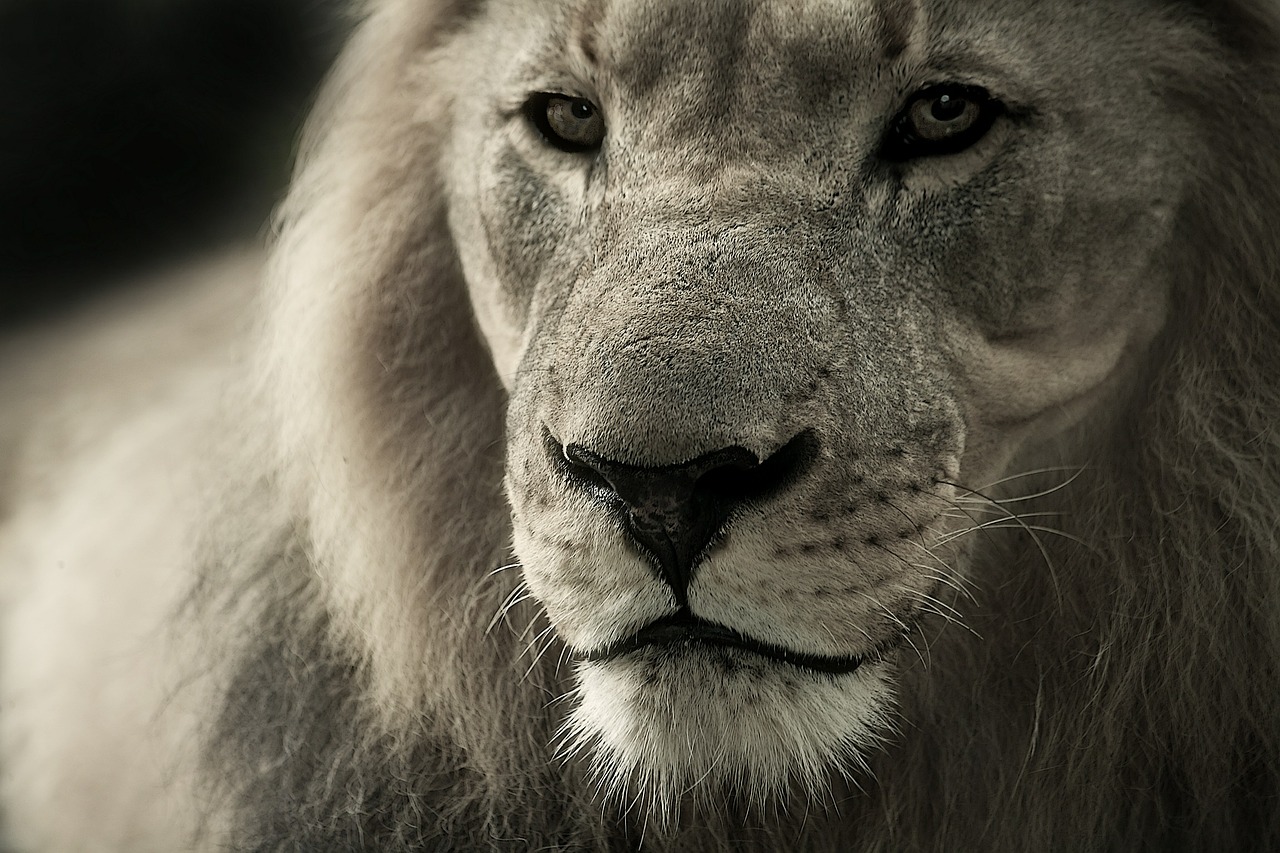 Liūtas, Gyvūnų Portretas, Afrika, Safari, Laukinis Gyvūnas, Gyvūnas, Gyvūnų Pasaulis, Pietų Afrika, Gamta, Plėšrūnas