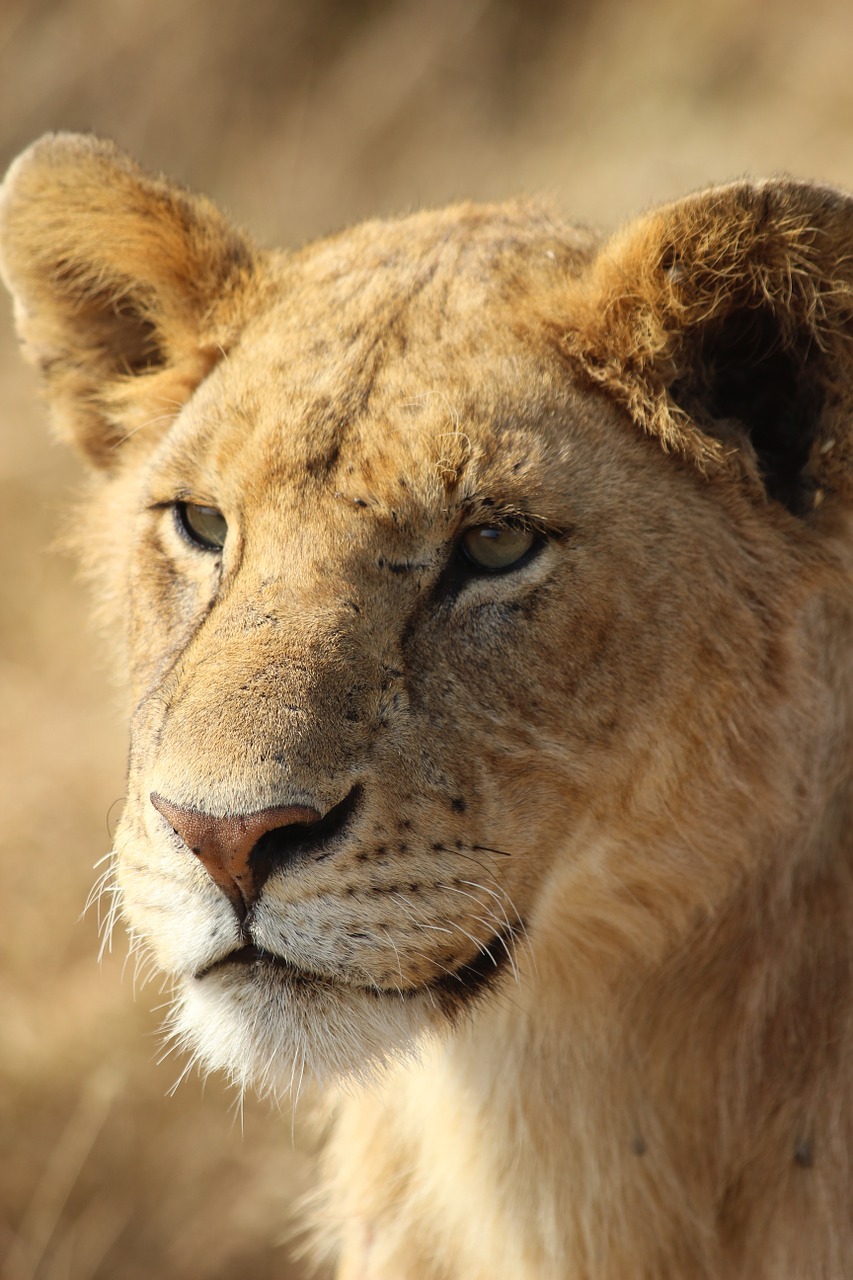 Liūtas, Laukiniai, Fauna, Afrika, Nemokamos Nuotraukos,  Nemokama Licenzija