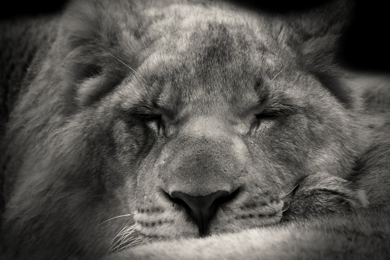 Liūtas, Miega, Saldus, Afrika, Safari, Lauke, Laukinės Gamtos Fotografija, Laukinė Gamta, Poilsis, Siesta