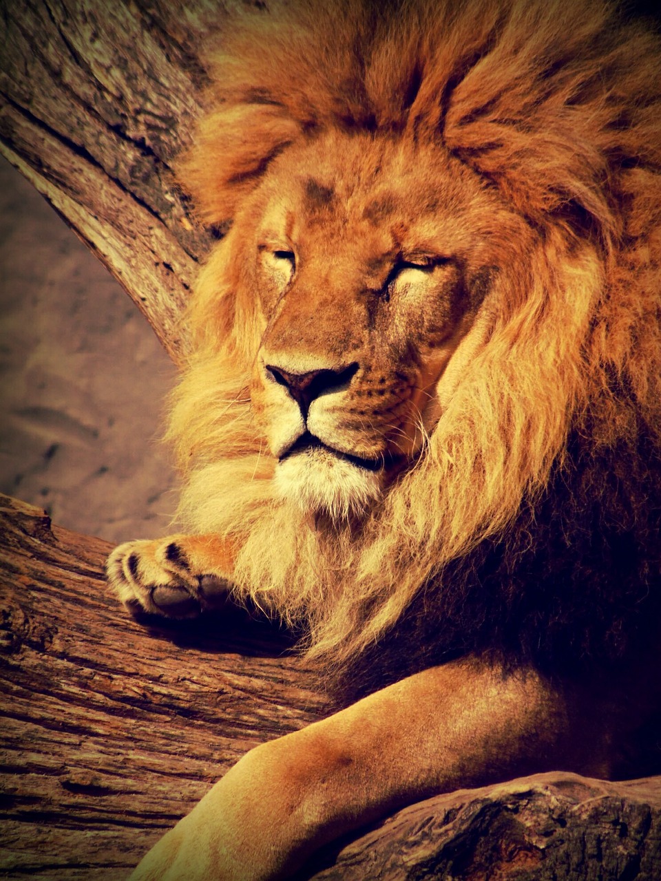 Liūtas, Gyvūnas, Zoologijos Sodas, Tylus, Taikus, Plėšrūnas, Katė, Didelė Katė, Gyvūnų Pasaulis, Afrika
