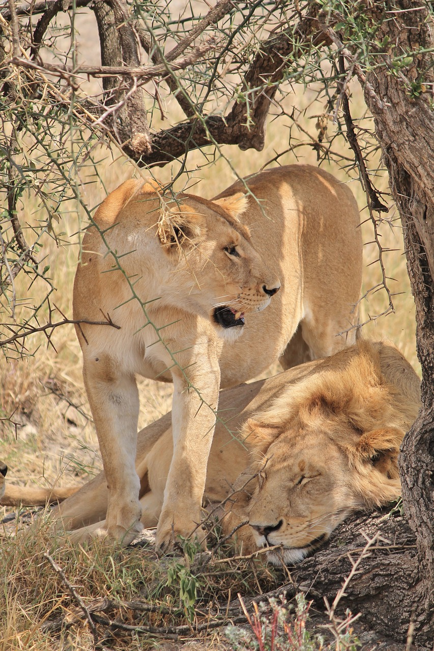 Liūtas, Gyvūnai, Afrika, Nemokamos Nuotraukos,  Nemokama Licenzija