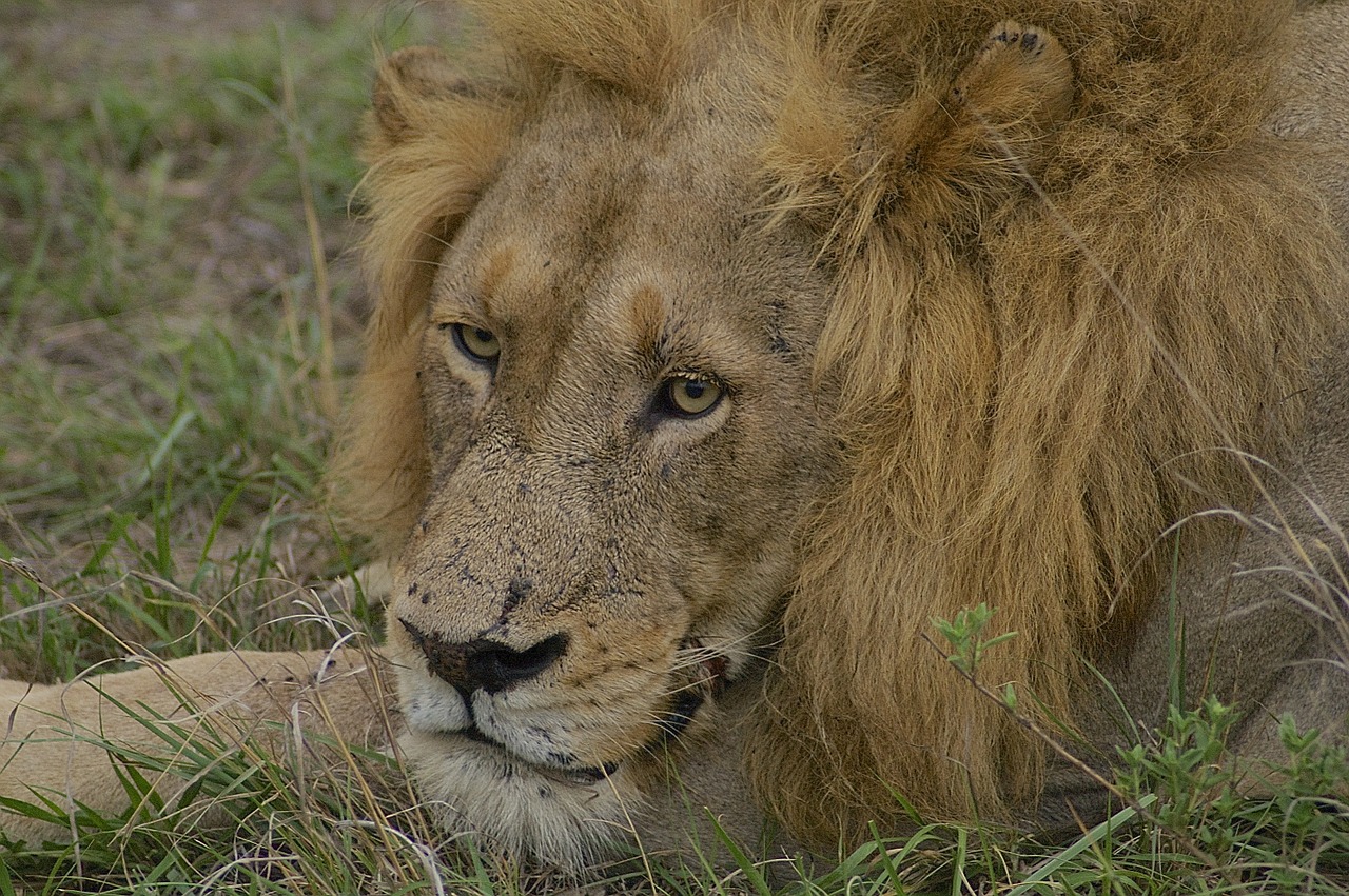 Liūtas, Laukinė Gamta, Safari, Gyvūnas, Katė, Gamta, Afrika, Mėsėdis, Patinas, Afrikos