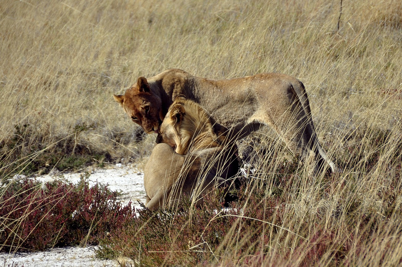 Liūtas, Gyvūnai, Safari, Meilė, Laukiniai, Savana, Afrika, Etosha, Namibija, Rūpestis