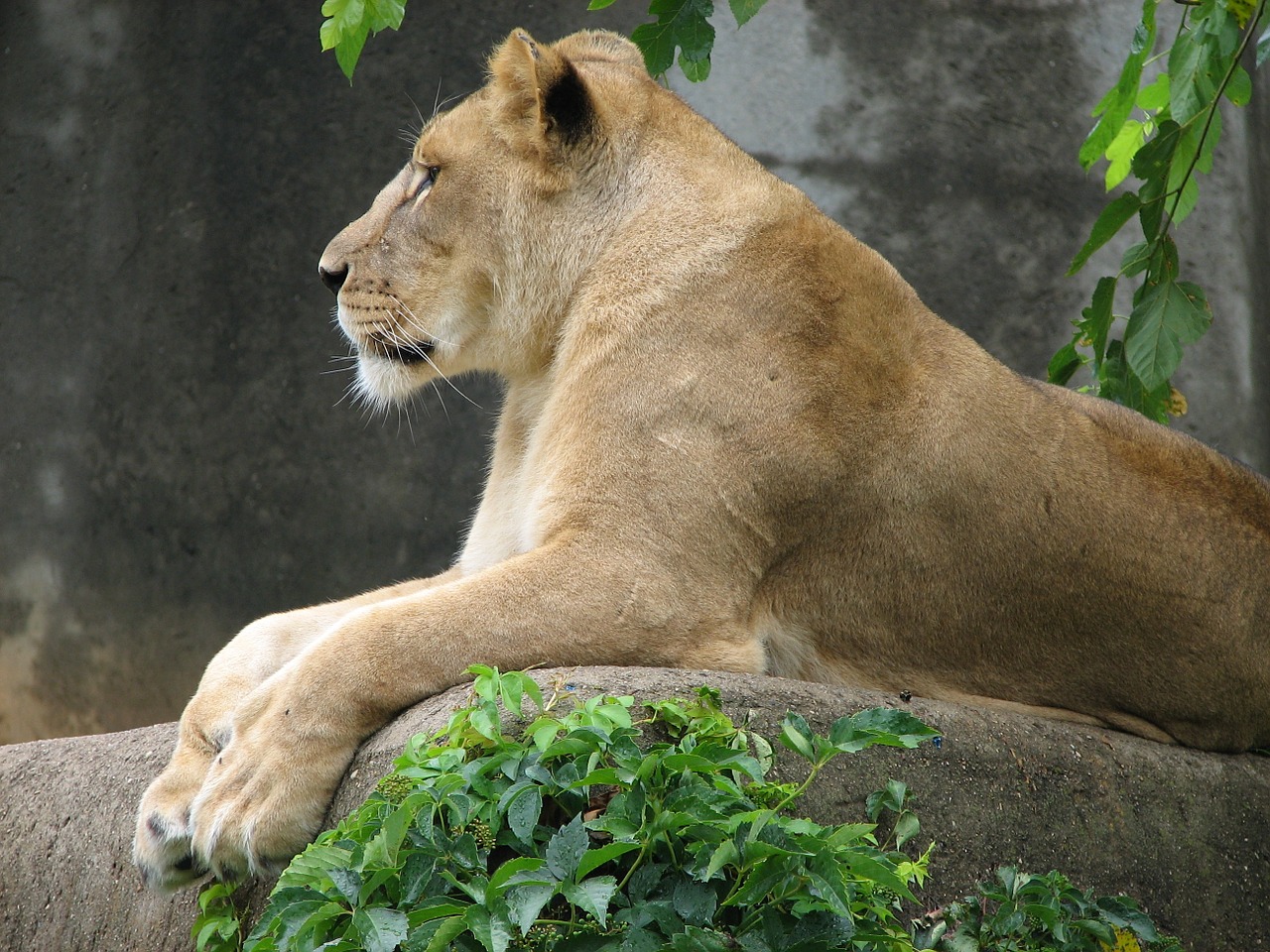 Liūtas, Moteris, Laukinis Gyvūnas, Liūtas, Zoologijos Sodas, Laukinė Gamta, Gamta, Didelė Katė, Žiūri, Plėšrūnas