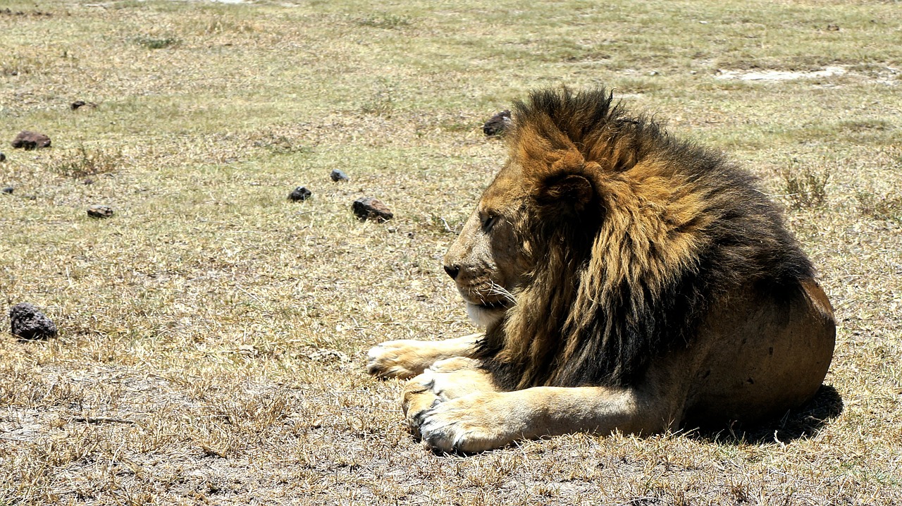 Liūtas, Plėšrūnas, Katė, Gyvūnas, Didelė Katė, Afrika, Pasididžiavimas, Gamtos Parkas, Wildcat, Karalius