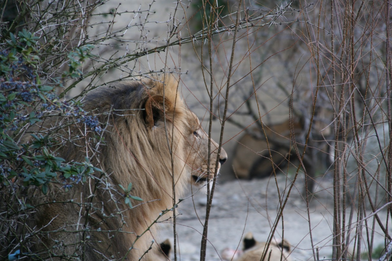 Liūtas, Zoologijos Sodas, Šveicarija, Gyvūnas, Nemokamos Nuotraukos,  Nemokama Licenzija