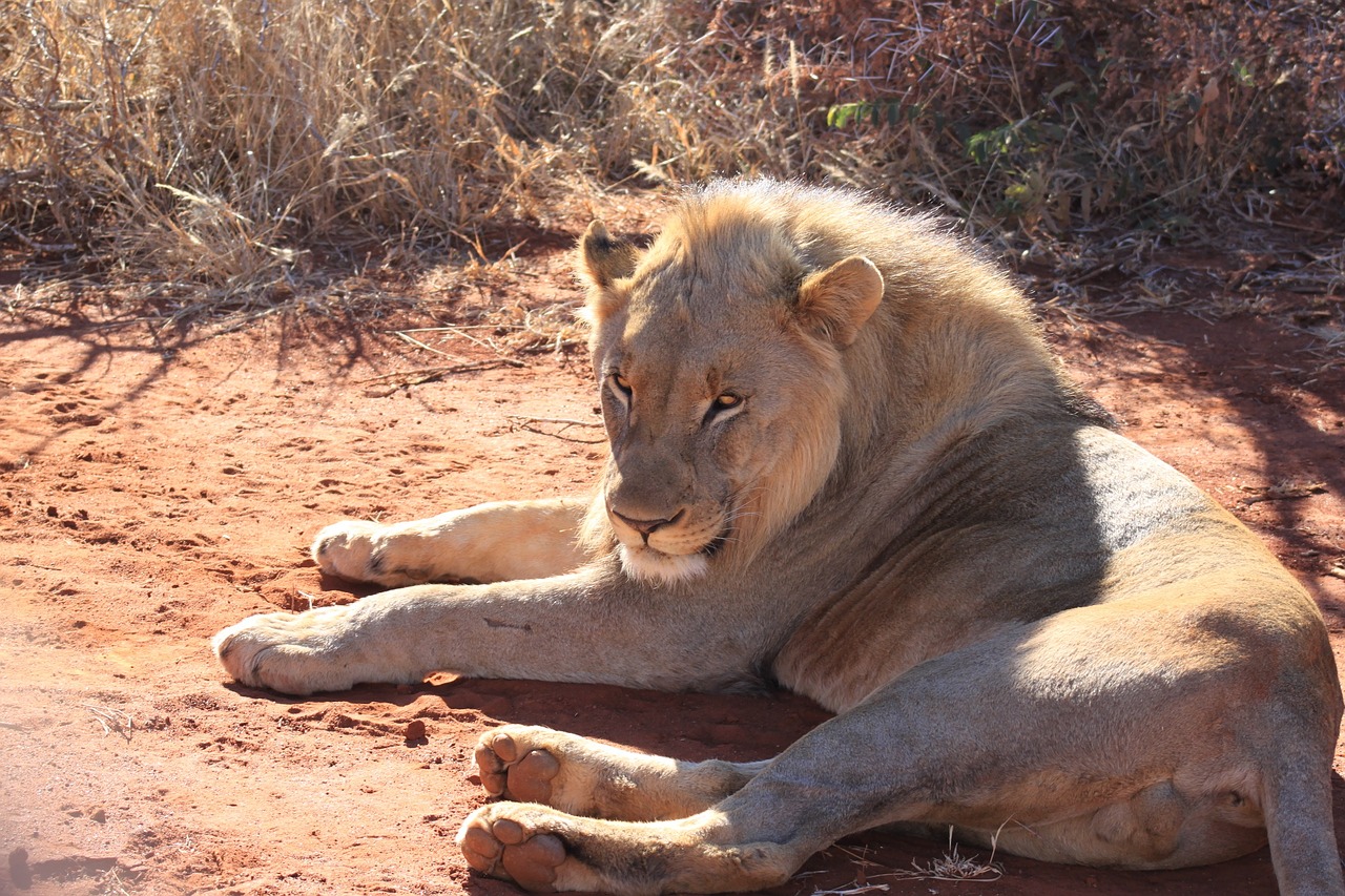 Liūtas, Afrika, Safari, Laukinė Gamta, Nemokamos Nuotraukos,  Nemokama Licenzija