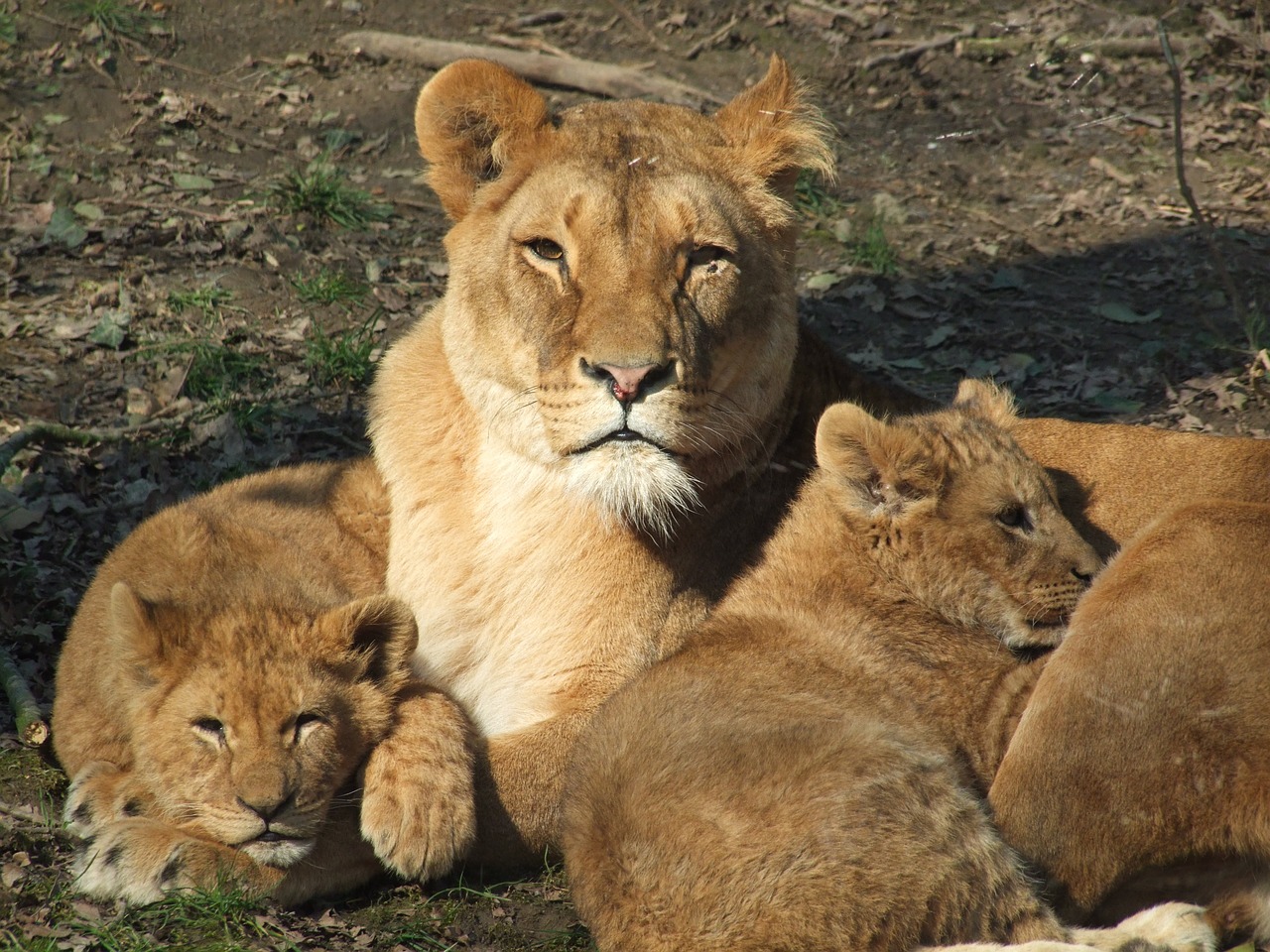 Liūtas,  Mama,  Moteris,  Zoologijos Sodas,  Gyvūnai,  Suaugęs,  Melas,  Iš Arti,  Motina,  Gyvūnas
