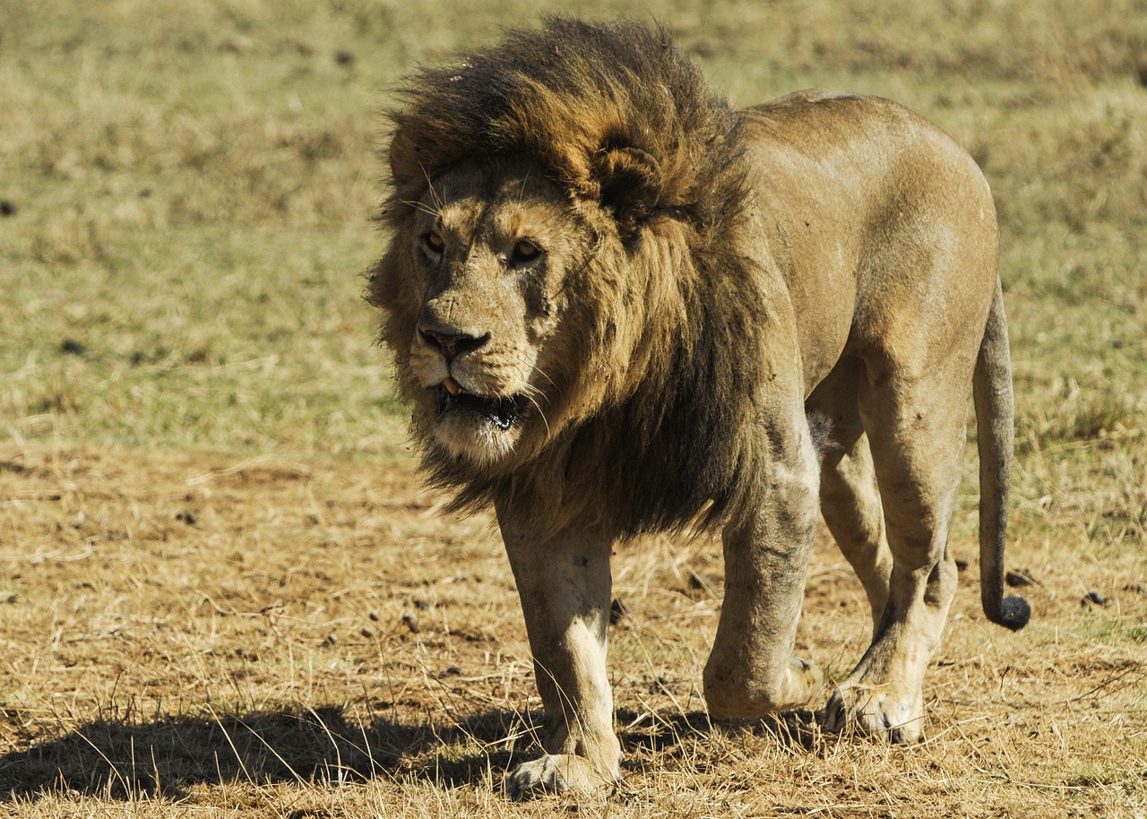 Liūtas,  Laukiniai,  Plėšrūnas,  Didelė Katė,  Žiurkė,  Vaikščioti,  Patinas,  Laukinė Gamta,  Serengeti,  Safari