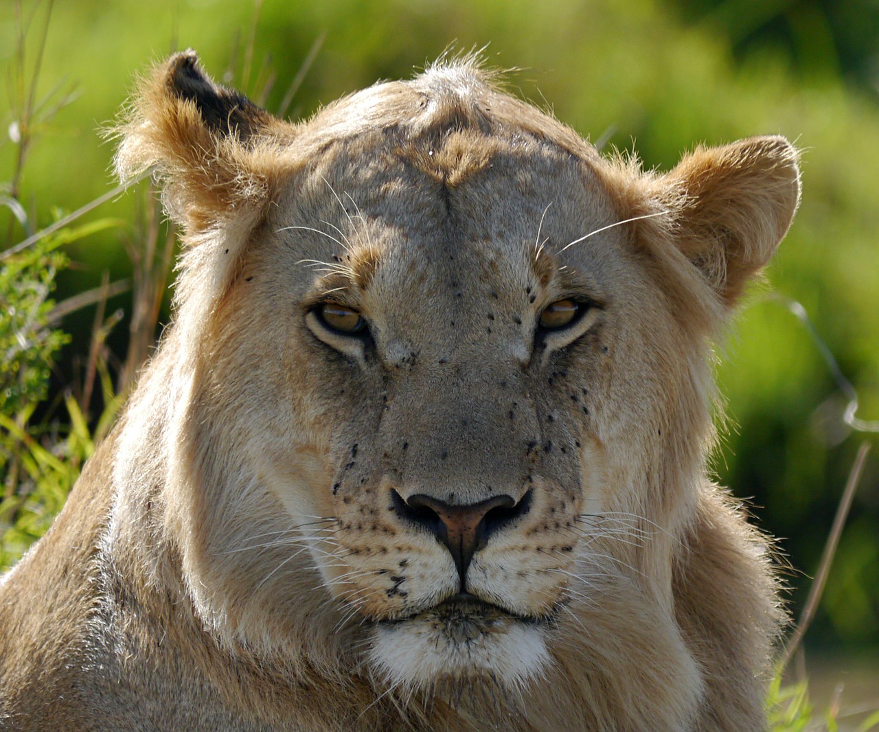 Liūtas,  Kenya,  Safari,  Karalius,  Leo, Nemokamos Nuotraukos,  Nemokama Licenzija