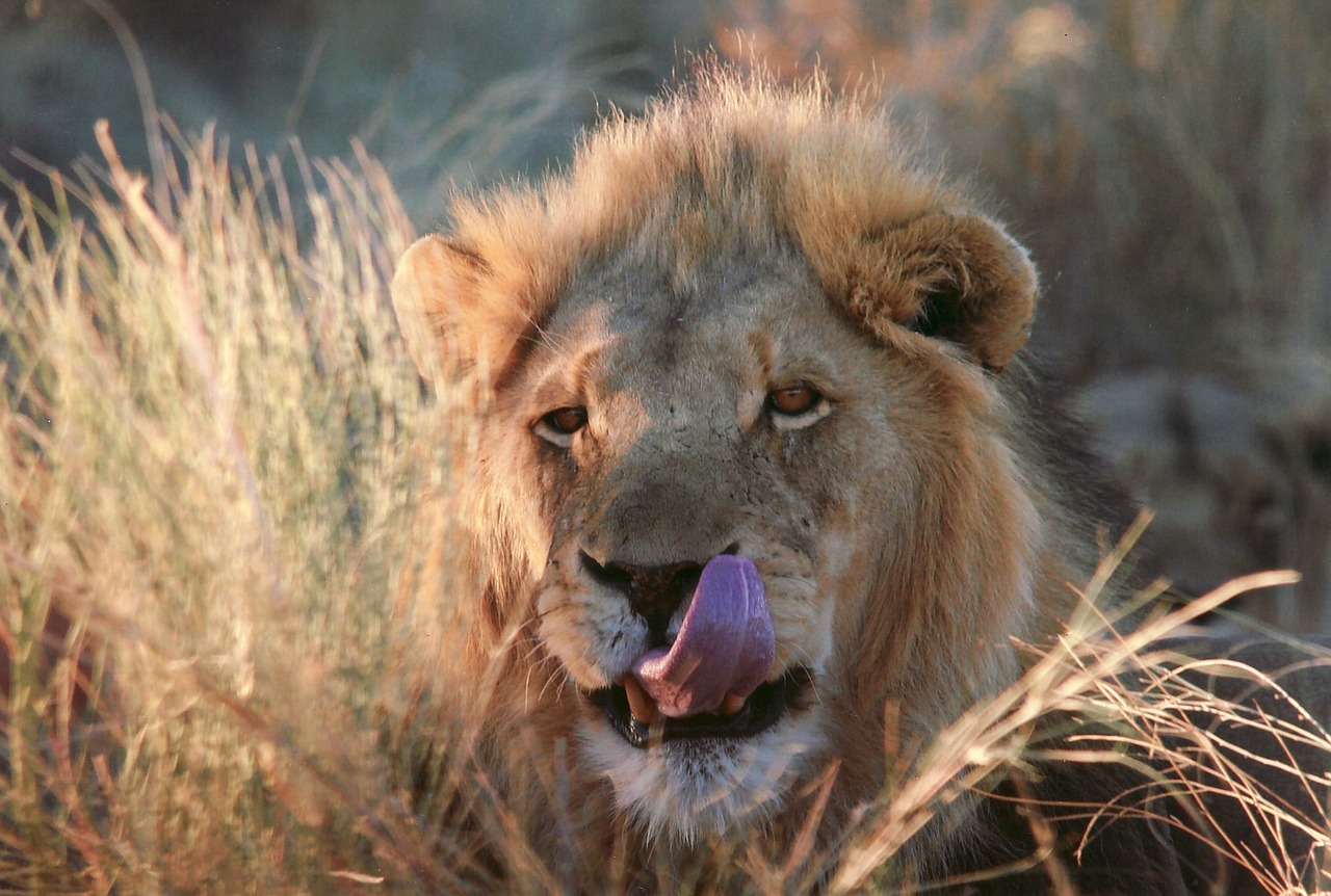 Liūtas, Katė, Laukinis Gyvūnas, Laukinis Gyvenimas, Dykuma, Namibija, Afrika, Safari, Sausas, Karštas