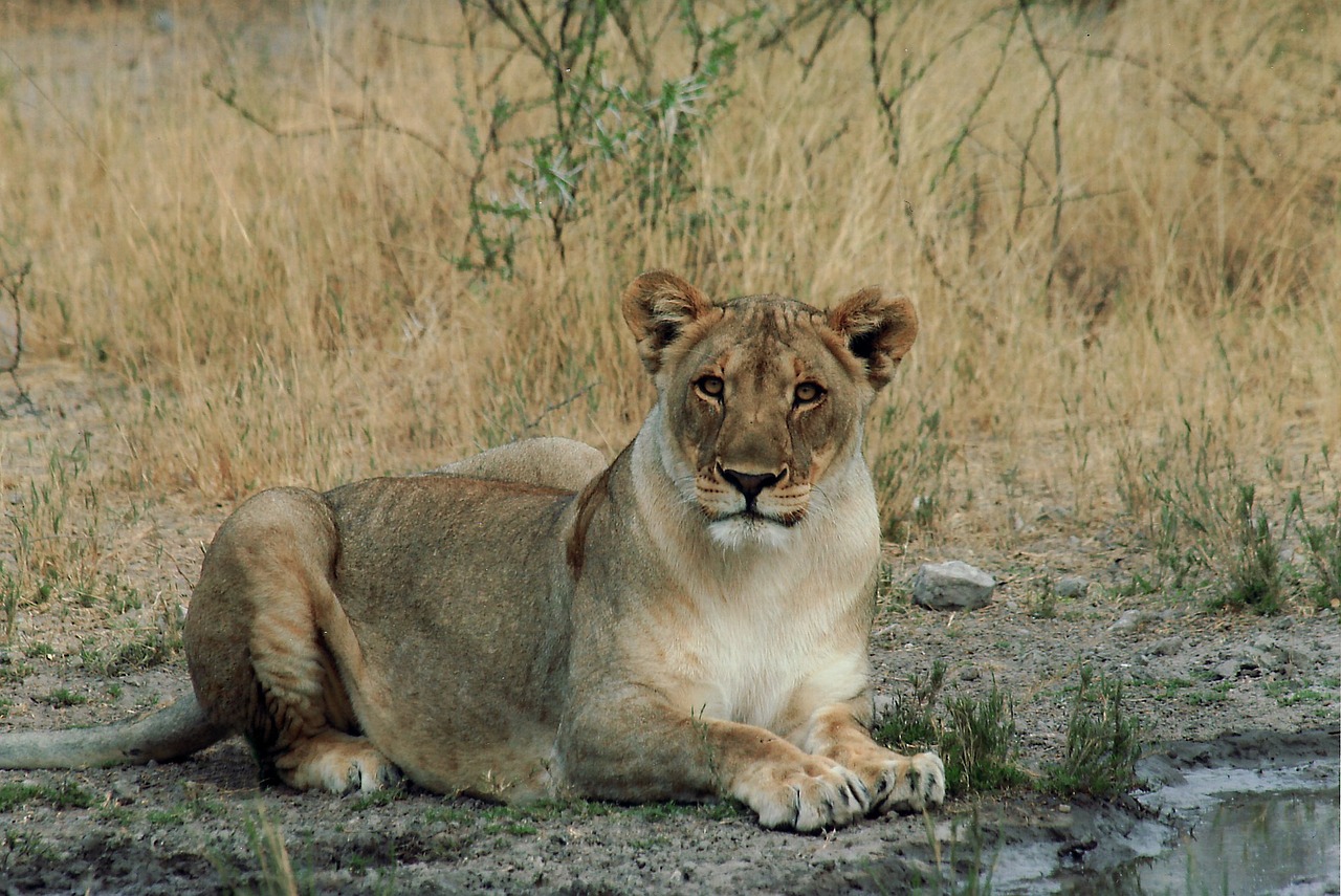 Liūtas, Moteris, Katė, Laukinė Gamta, Namibija, Afrika, Gamta, Pavojingas, Laukiniai, Nemokamos Nuotraukos