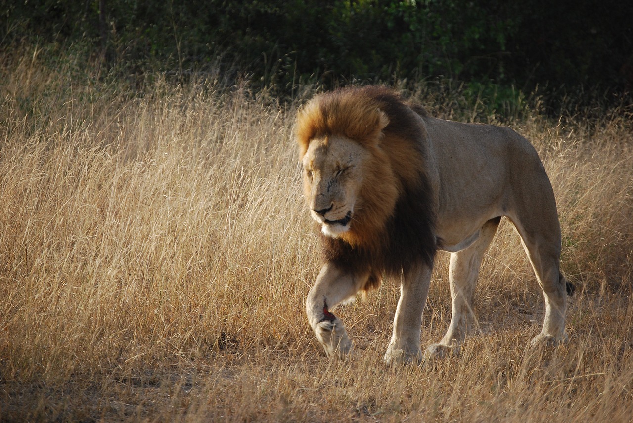 Liūtas, Pietų Afrika, Afrika, Safari, Plėšrūnas, Leo, Katė, Nemokamos Nuotraukos,  Nemokama Licenzija