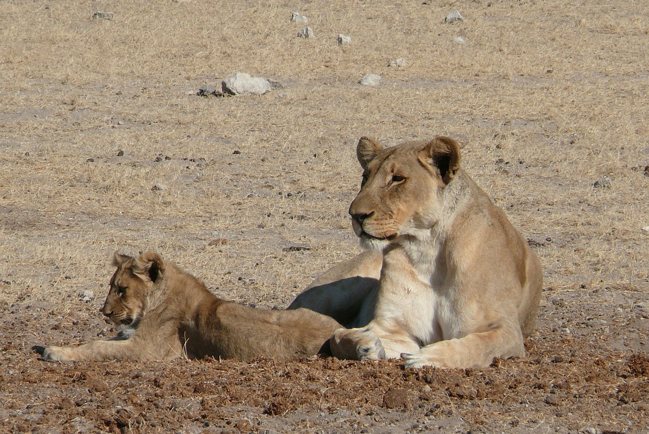 Liūtas, Afrika, Mieguistas Liūtas, Nemokamos Nuotraukos,  Nemokama Licenzija