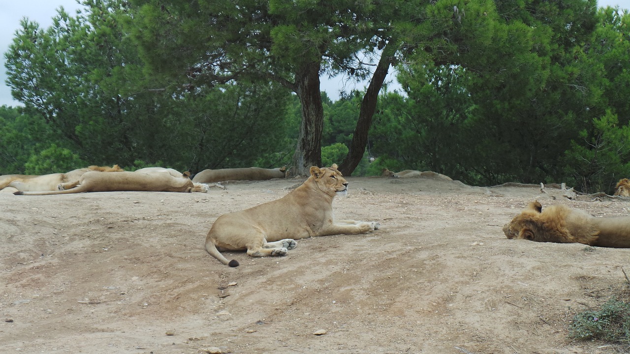 Liūtas, Liūtas, Rezervuoti Africaine Sigean, Gyvūnai, Gyvūnas, Nap, Gamta, Zoologijos Sodas, Nemokamos Nuotraukos,  Nemokama Licenzija