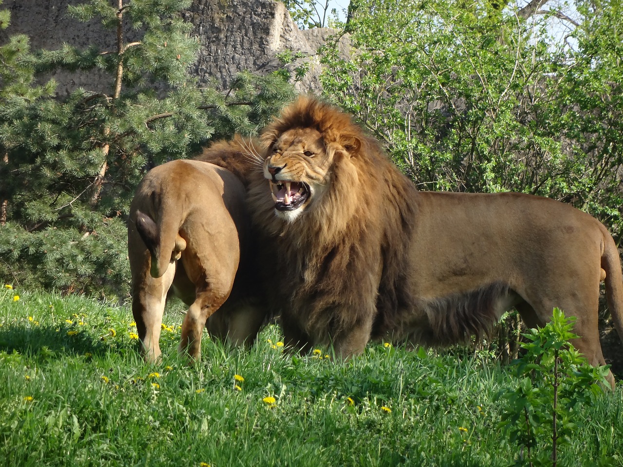 Liūtas, Gyvūnas, Safari, Laukinis Katinas, Didelė Katė, Zoologijos Sodas, Gamta, Afrikiečių Gyvūnai, Nemokamos Nuotraukos,  Nemokama Licenzija