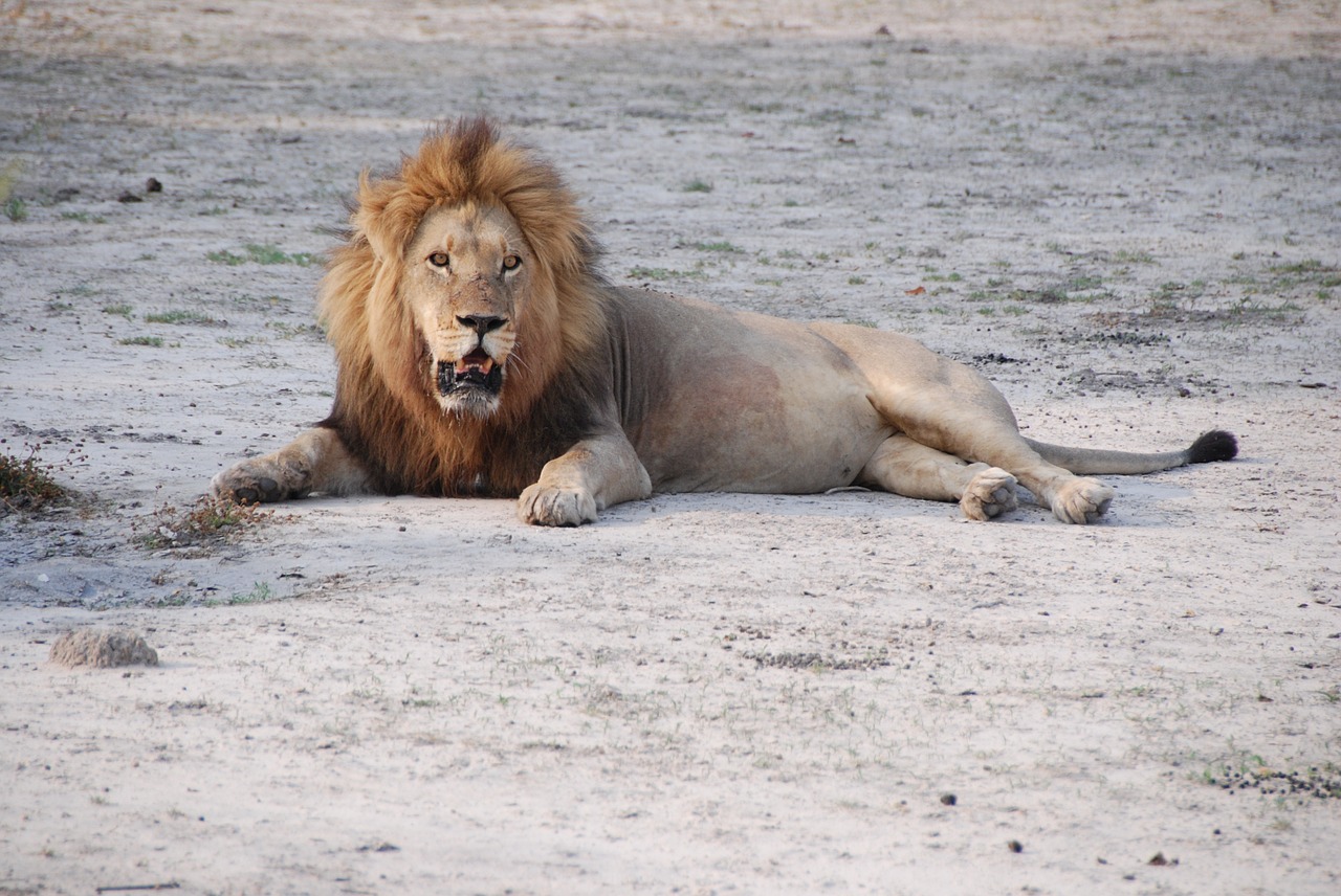 Liūtas, Pietų Afrika, Parkas, Laukinis Gyvūnas, Nemokamos Nuotraukos,  Nemokama Licenzija