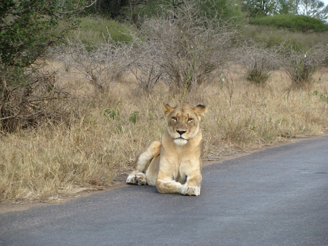 Liūtas, Safari, Gyvūnas, Laukiniai, Afrika, Kelias, Laisvė, Dykuma, Nemokamos Nuotraukos,  Nemokama Licenzija