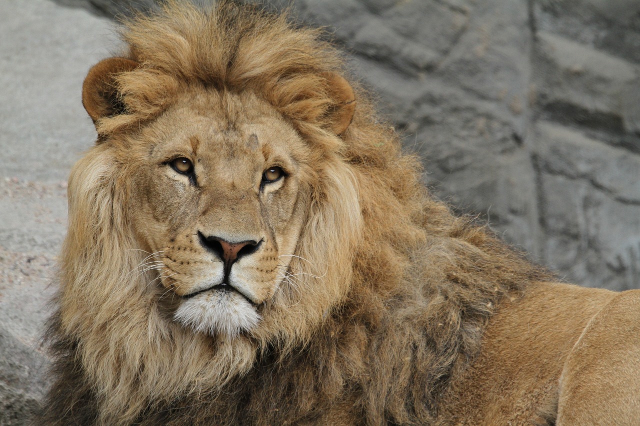 Liūtas, Liūto Menkė, Katė, Didelė Katė, Safari, Wildcat, Nemokamos Nuotraukos,  Nemokama Licenzija